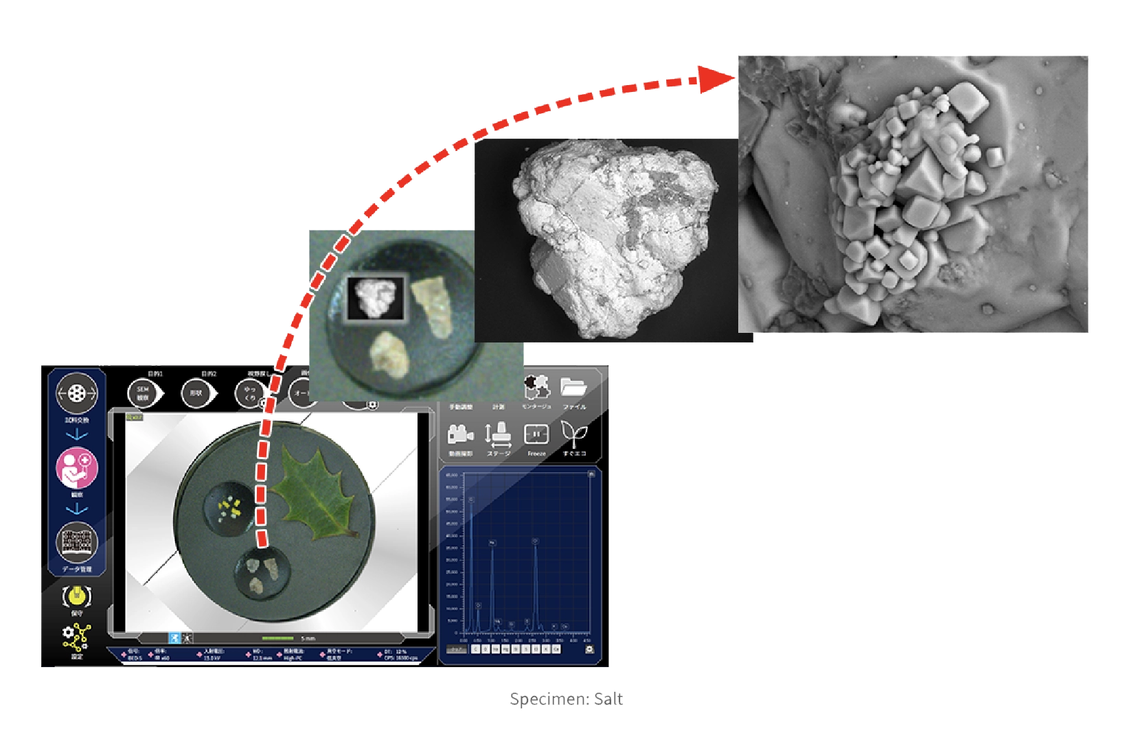 Viewing easily-charged sample with no pre-treatment using low vacuum (LV) mode